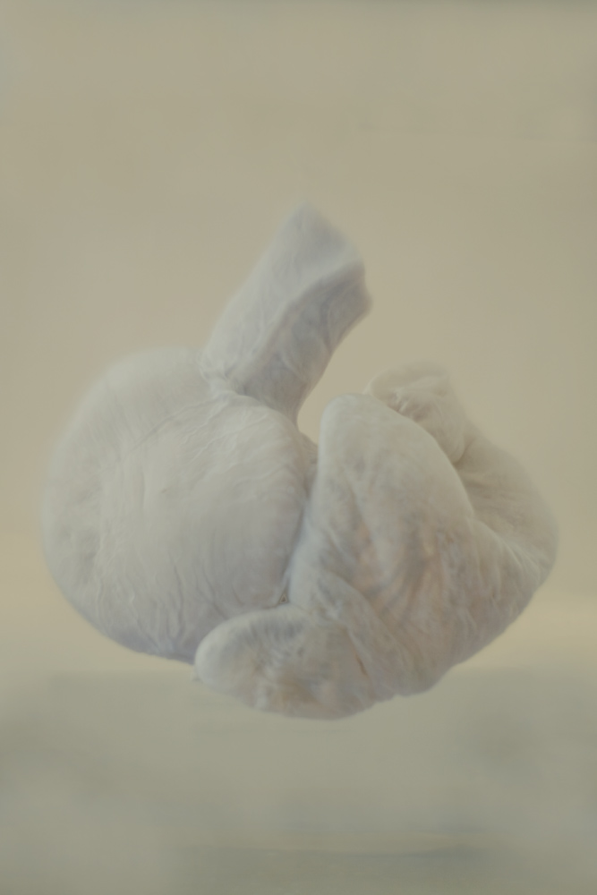 Caiman latirostris: cor