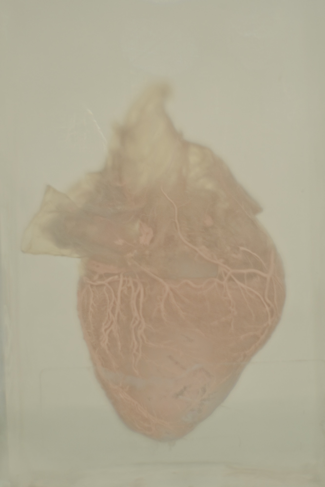 Canis lupus-familiaris: cor